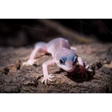 Gecko leopardo blanco - eublepharis blizard